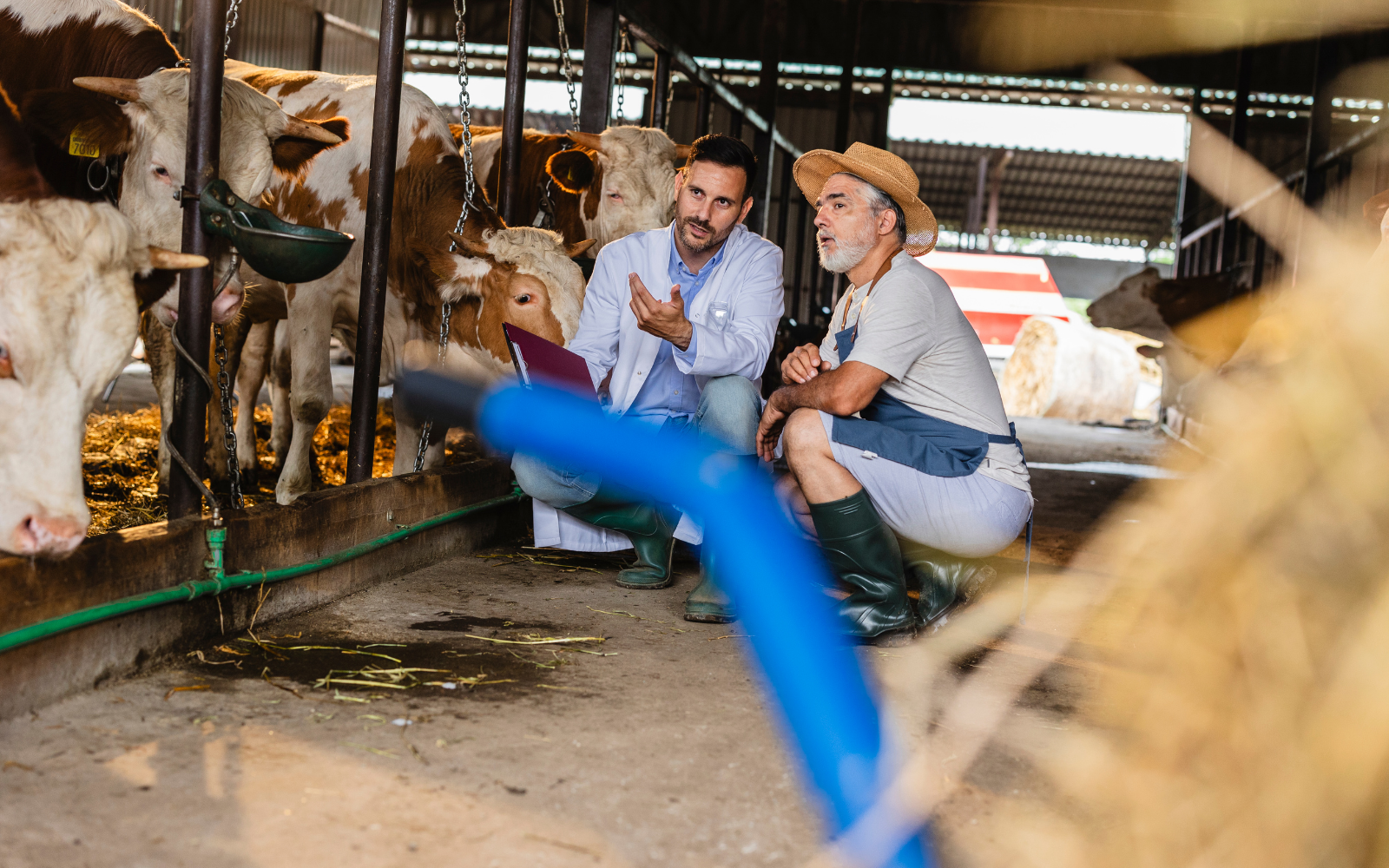 Como a assistência técnica reduz custos, aumenta eficiência e fortalece a relação entre produtores e laticínios - Cia do Leite - Transformamos qualidade do leite e produtividade das fazendas